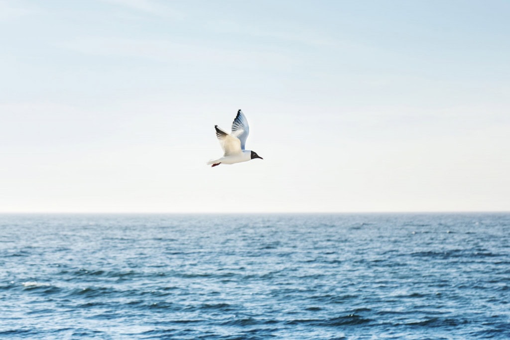 Möwe über der Ostsee