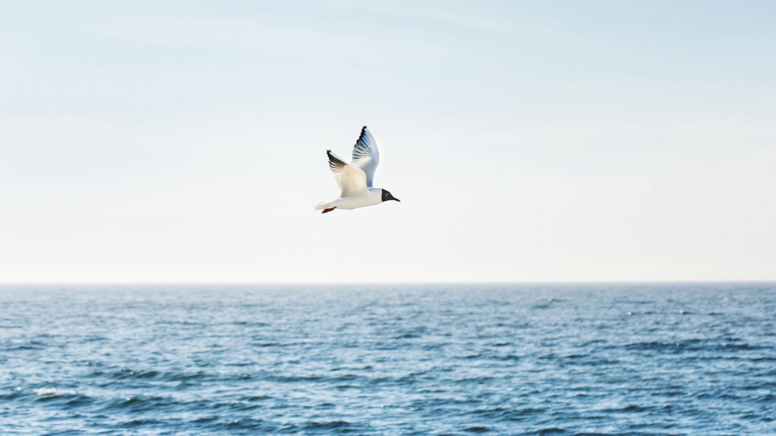 Möwe über der Ostsee