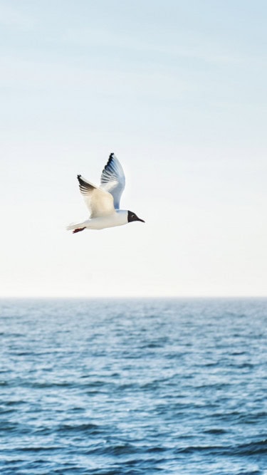 Möwe über der Ostsee