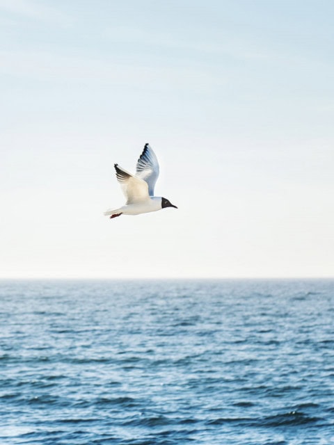 Möwe über der Ostsee