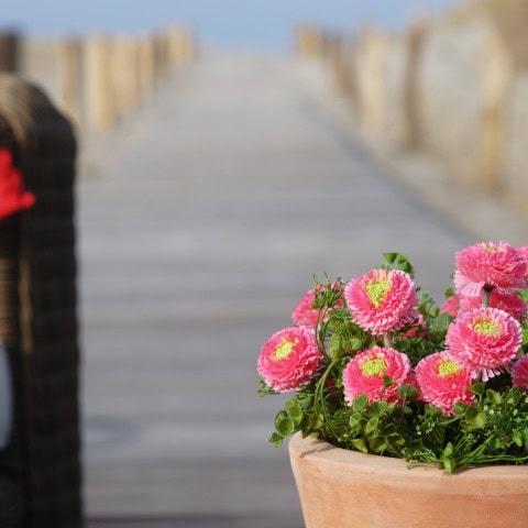 Blumen auf der Terrasse im Strandhotel Dünenmeer