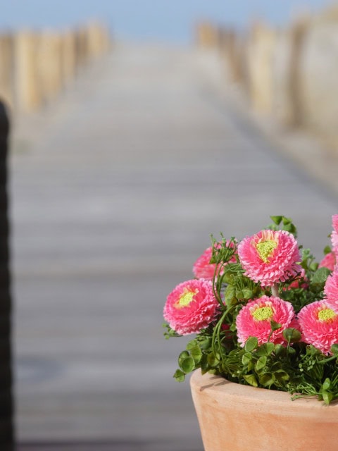 Blumen auf der Terrasse im Strandhotel Dünenmeer