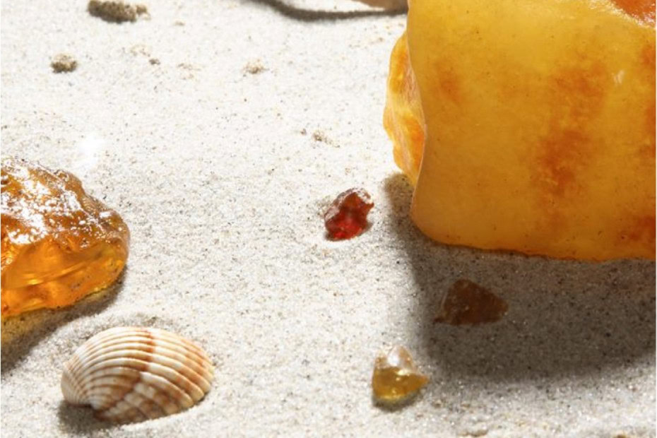 Muscheln und Bernstein am Ostseestrand
