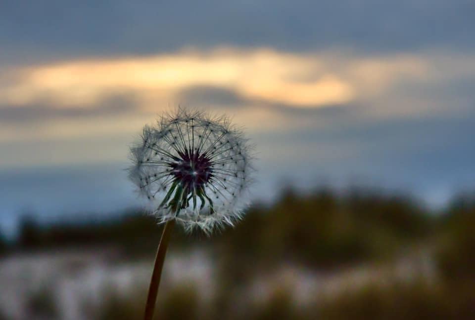 Pusteblume am Ostseestrand