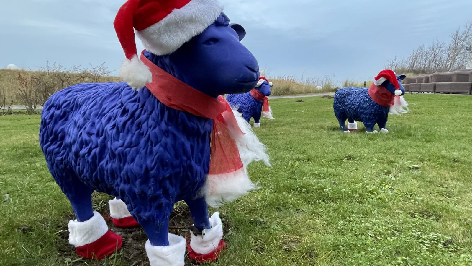 weihnachtlich dekorierte Schafe im Strandhotel Dünenmeer