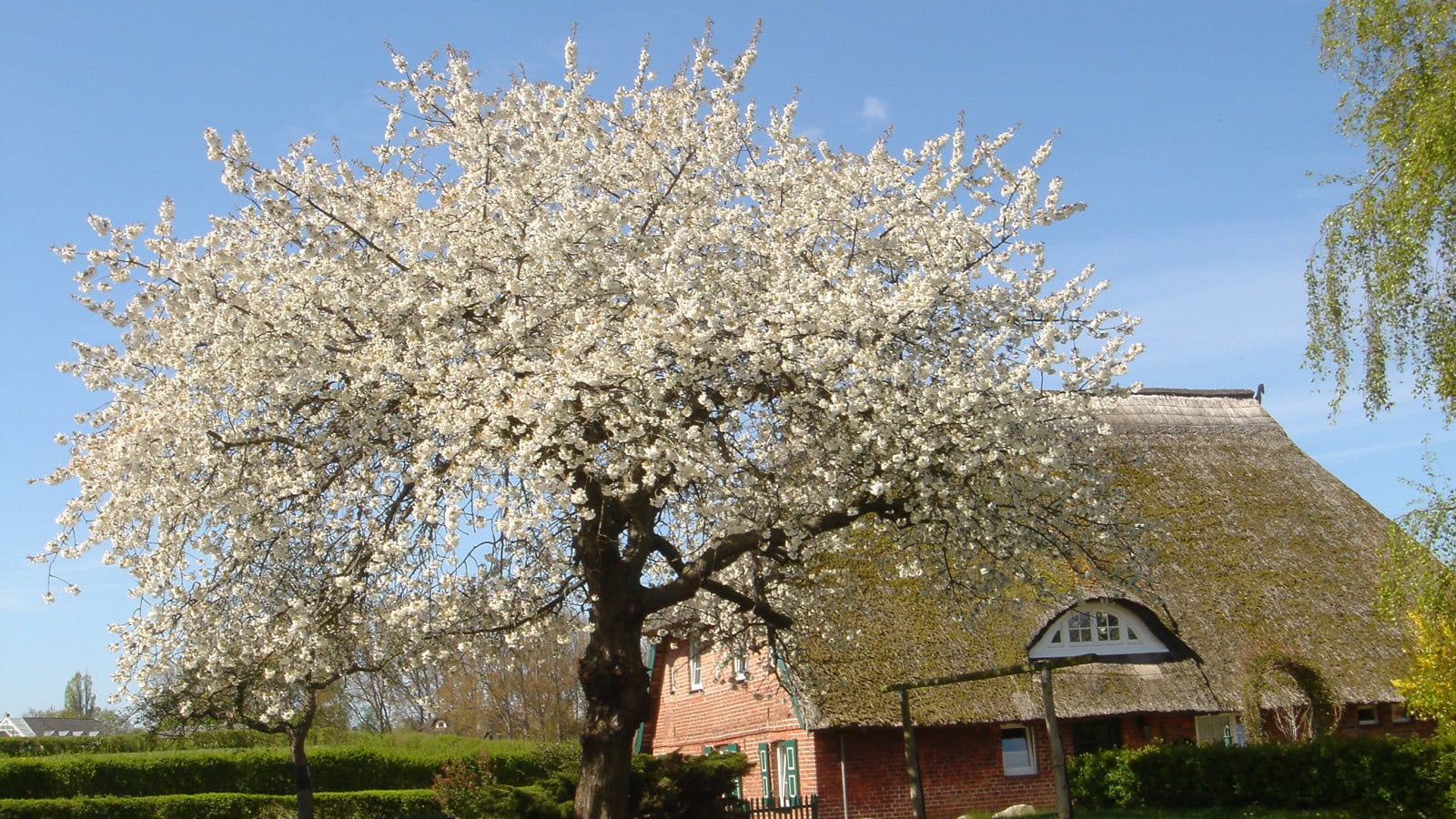 Kirschbaum in Ahrenshoop