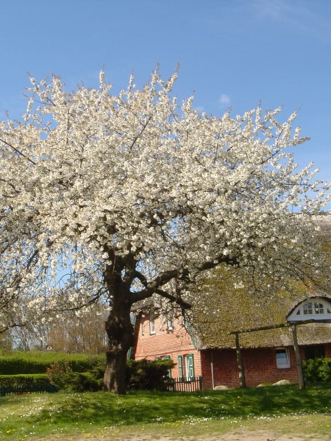 Kirschbaum in Ahrenshoop