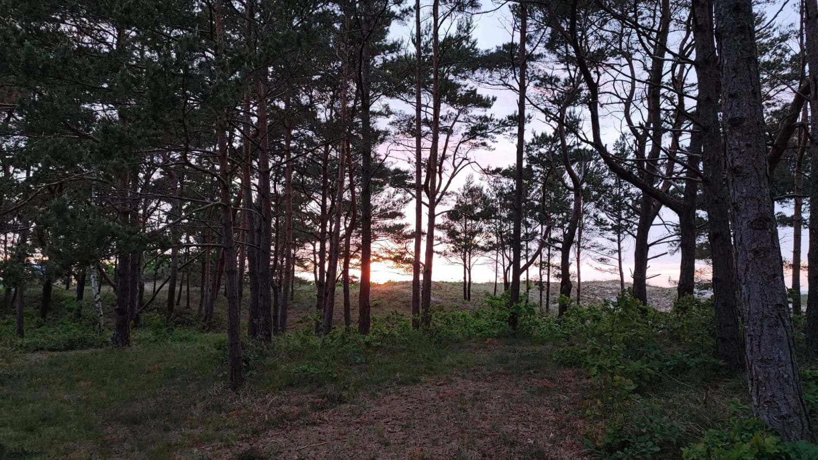 Küstenwald beim Strandhotel Fischland