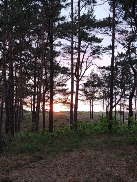 Küstenwald beim Strandhotel Fischland