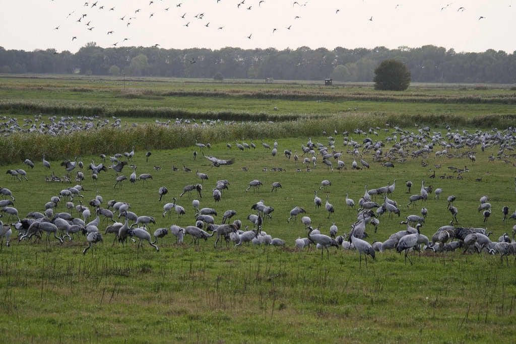 Kraniche auf einem Feld in der Nähe des Strandhotel Dünenmeers