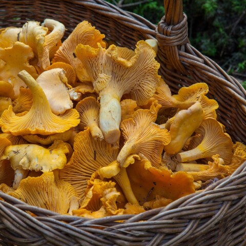 Pilze im Wald