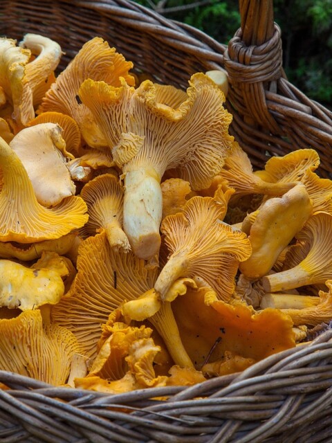 Pilze im Wald