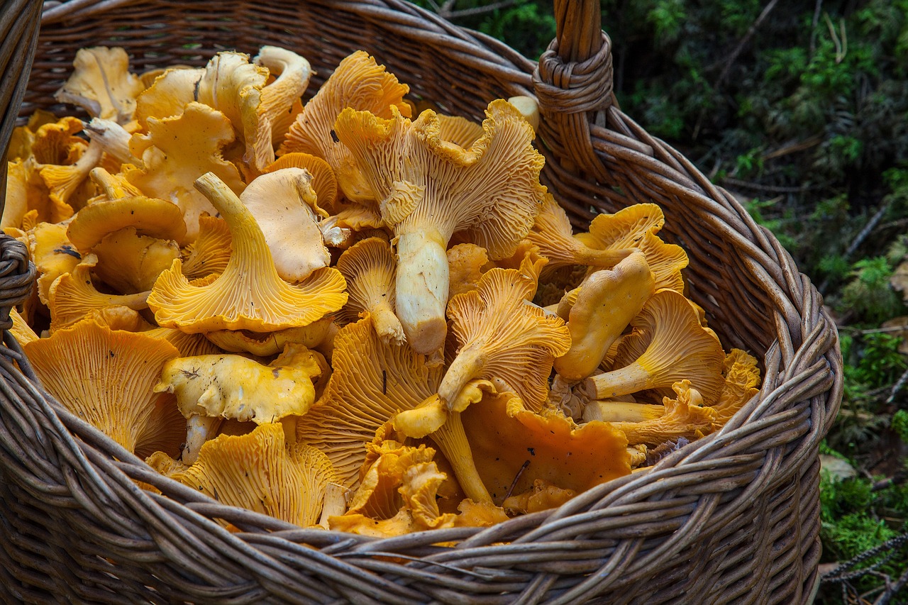Pilze im Wald
